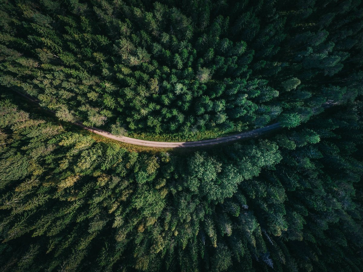 aerial-forest-header.jpg